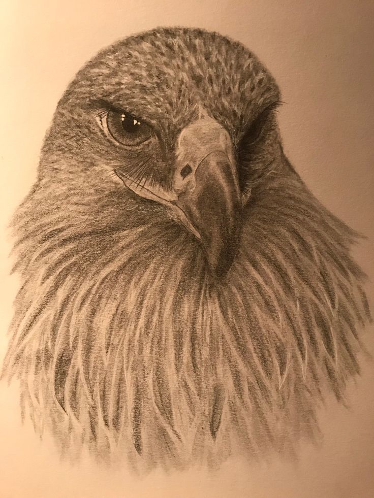 Eagle Head Best Drawing