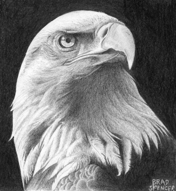 Eagle Head Drawing Amazing