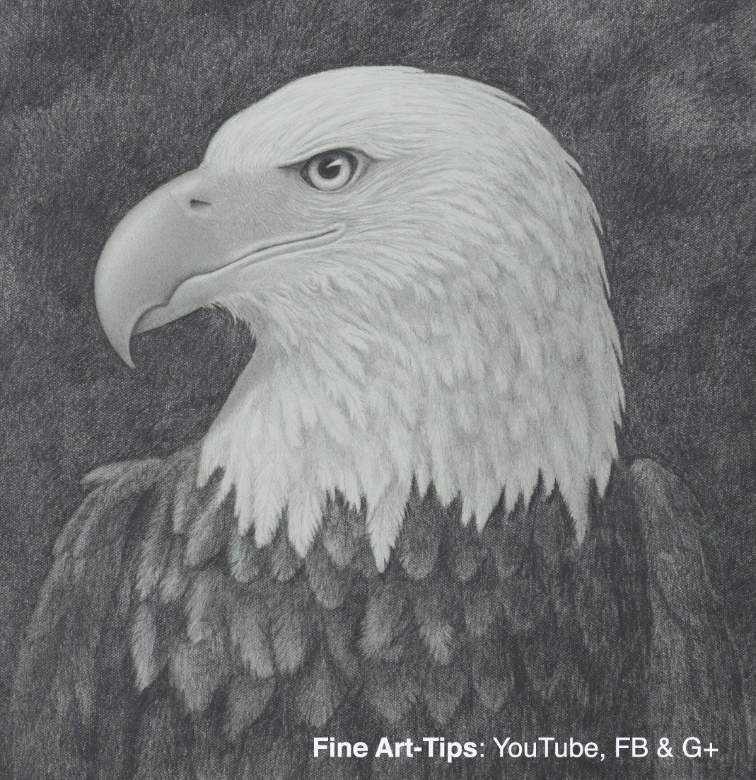 Eagle Head Drawing Beautiful Image