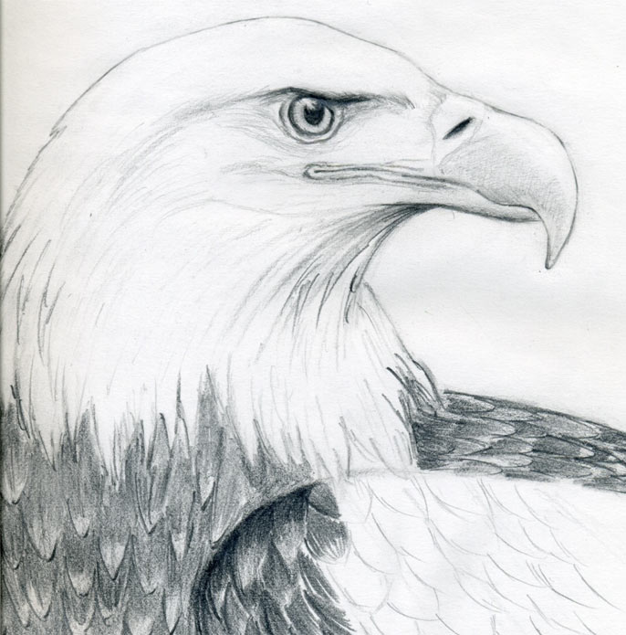 Eagle Head Drawing High-Quality