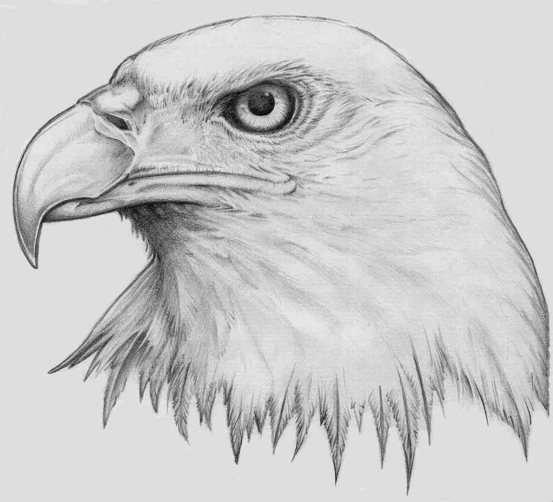 Eagle Head Drawing Images