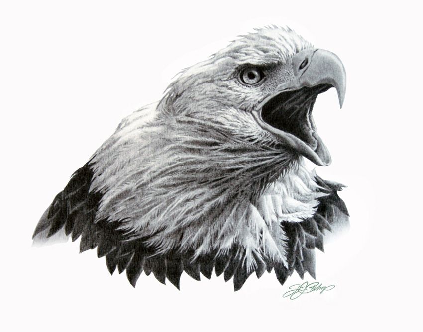 Eagle Head Drawing Pics