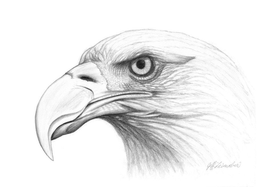 Eagle Head Drawing Picture