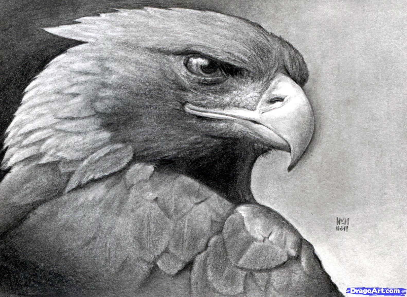 Eagle Head Drawing Realistic