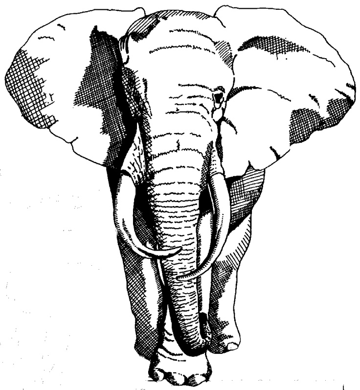 Elephant Face Drawing Photo