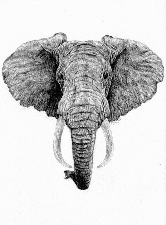 Elephant Head Drawing Beautiful Image