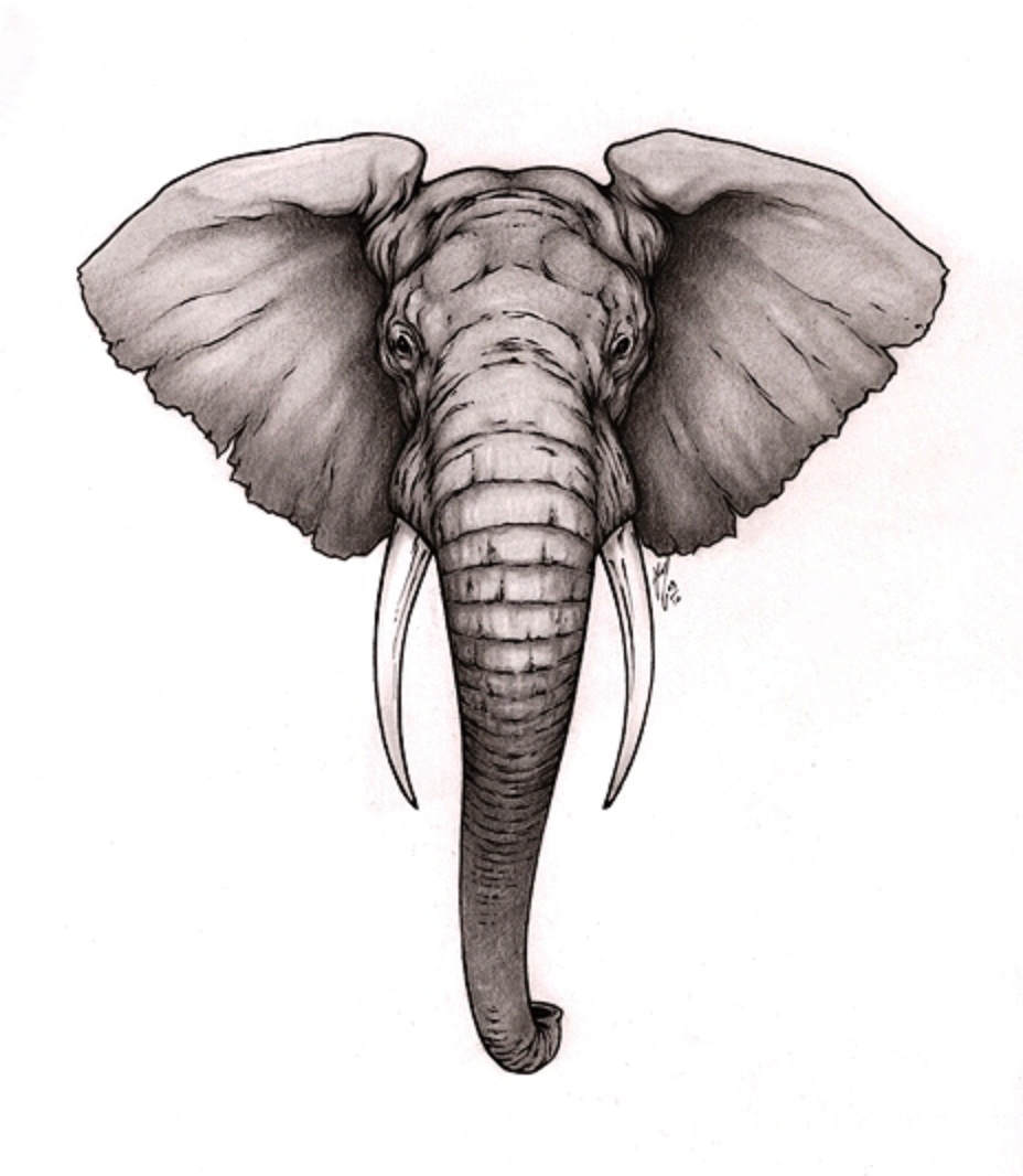 Elephant Head Drawing Photo