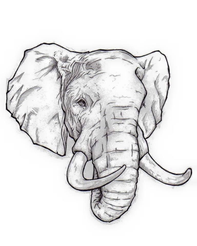 Elephant Head Drawing Pics