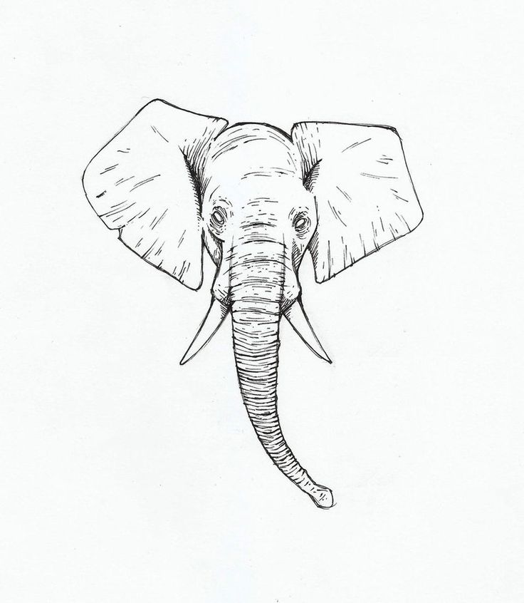 Elephant Head Drawing Sketch