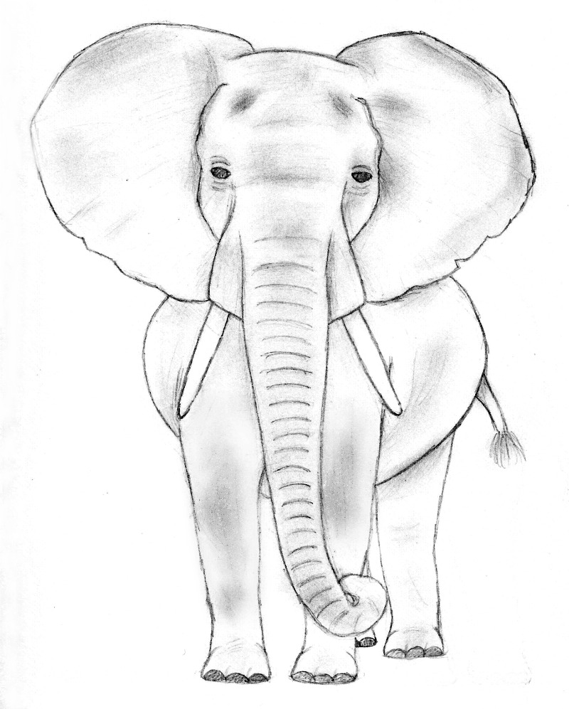 Elephant Simple Drawing