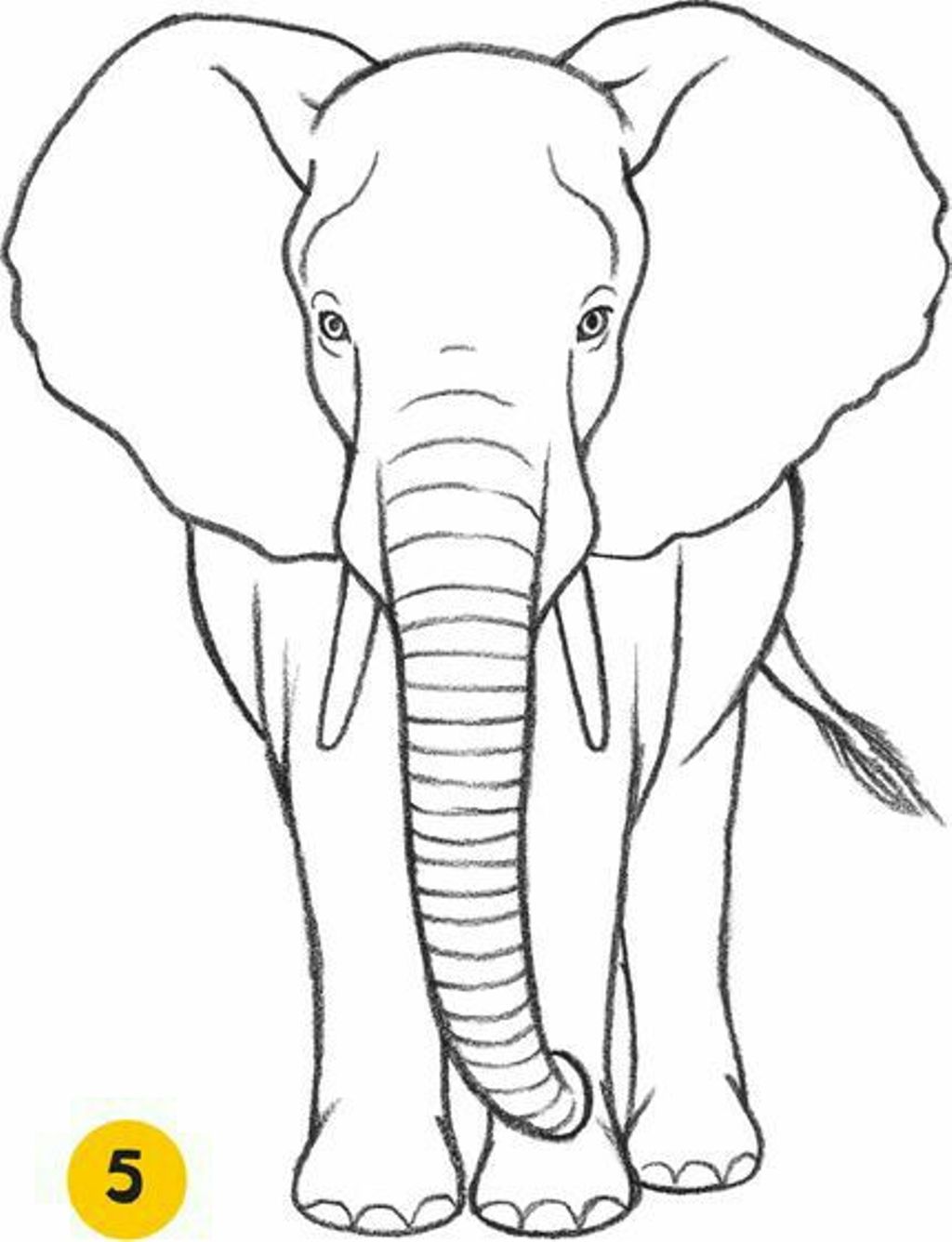 Elephant Simple Drawing Picture
