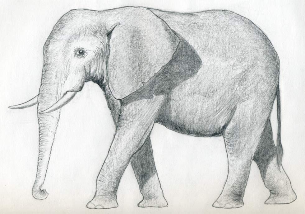 Elephant Simple Drawing Sketch