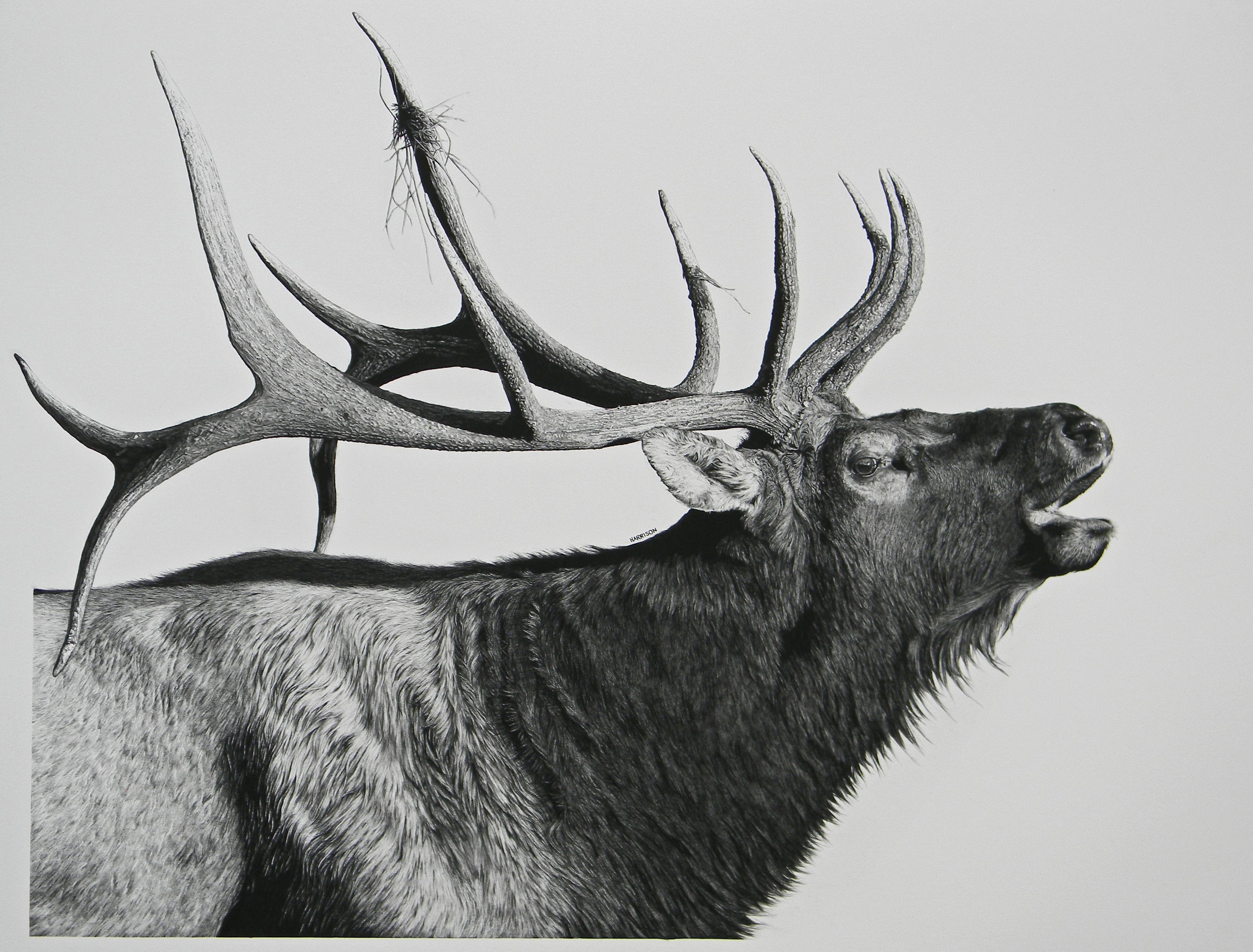 Elk Best Drawing