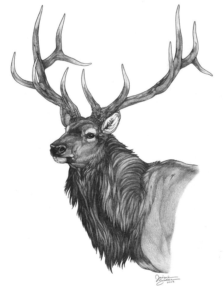 Elk Drawing Amazing