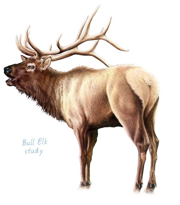 Elk Drawing Beautiful Art