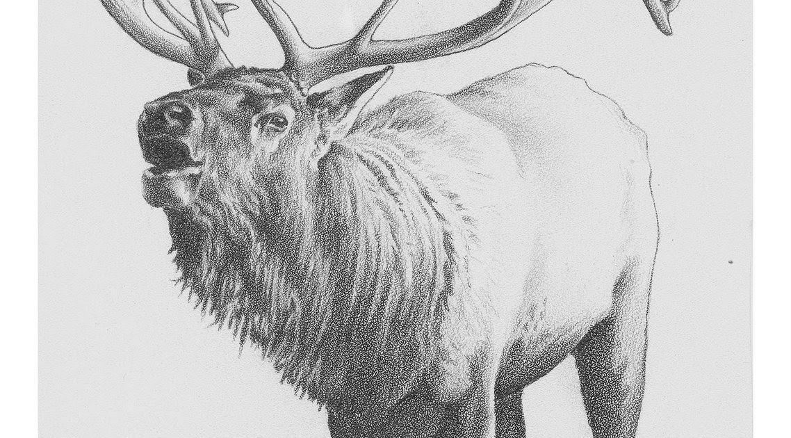 Elk Drawing Beautiful Image