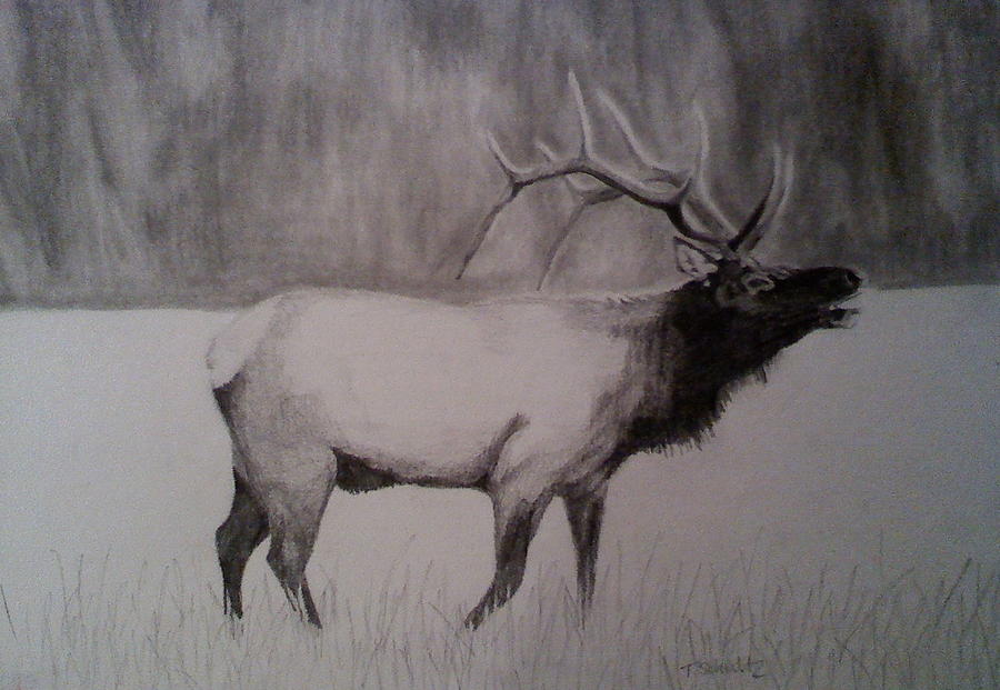 Elk Drawing Image