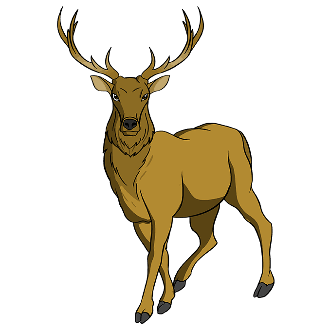 Elk Drawing Images
