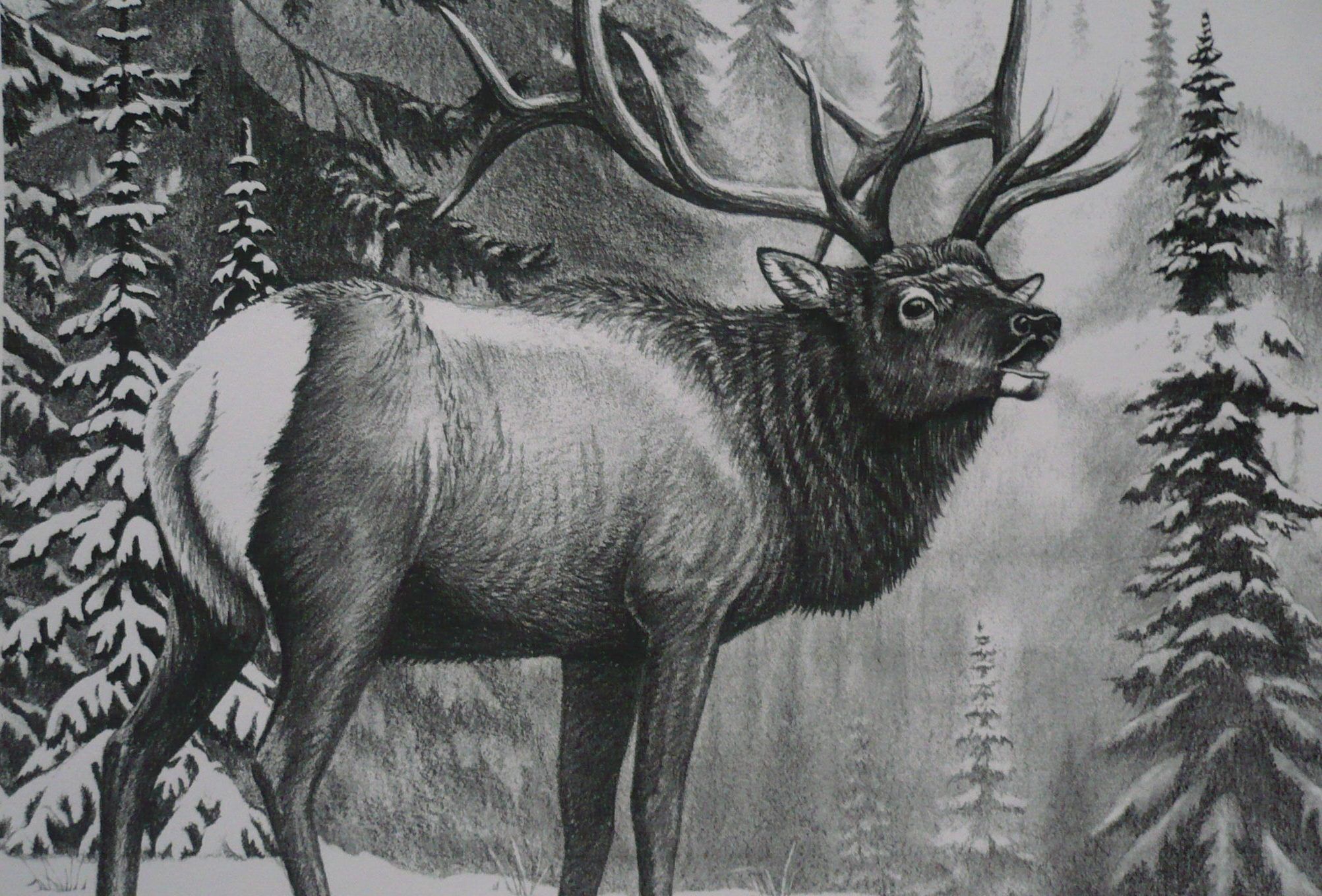 Elk Drawing Pic