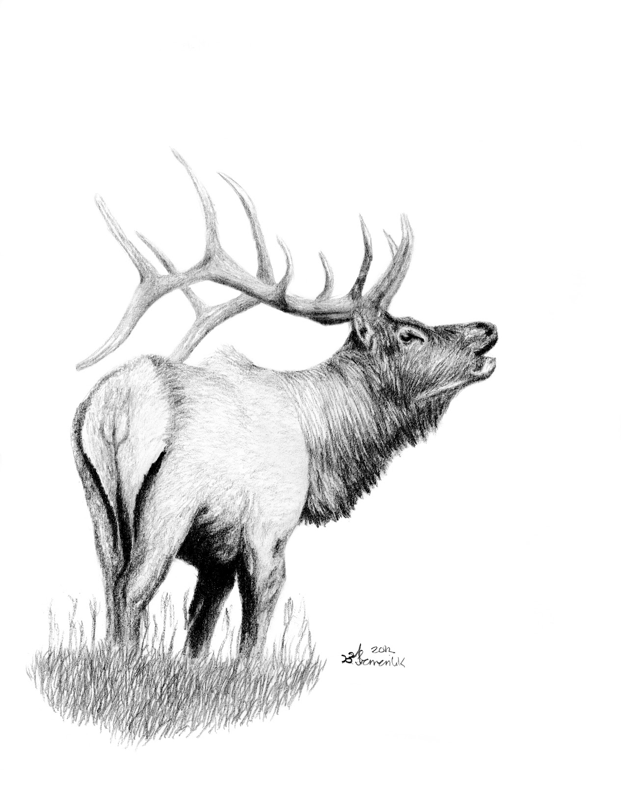 Elk Drawing Pics