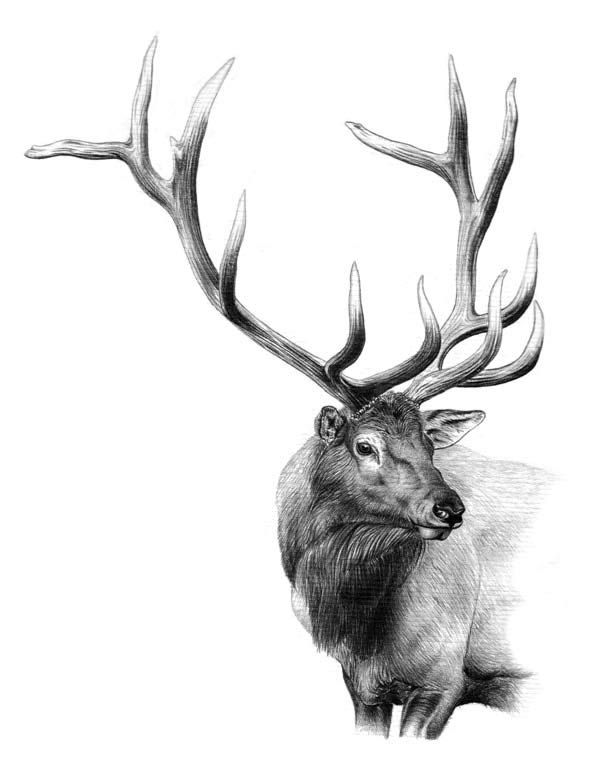 Elk Drawing Pictures