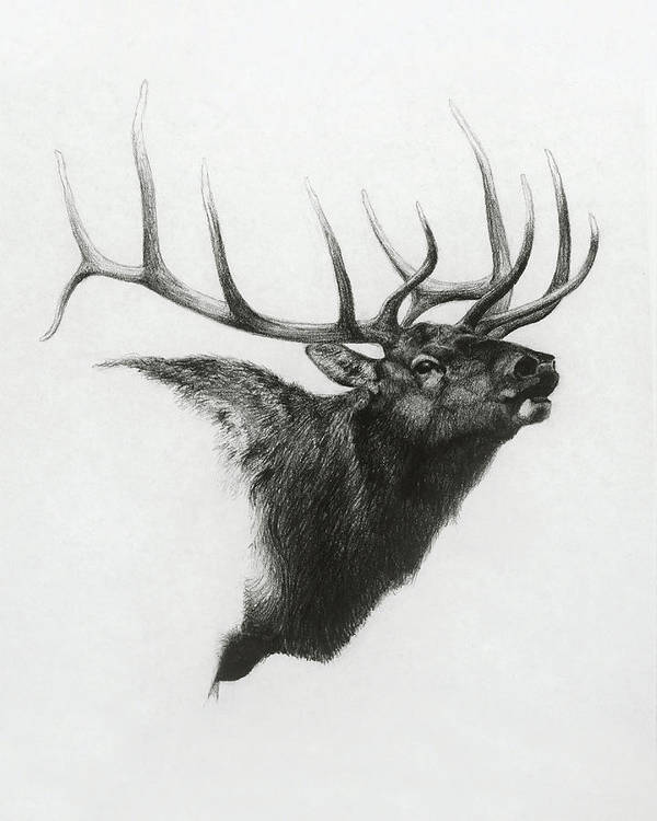 Elk Drawing