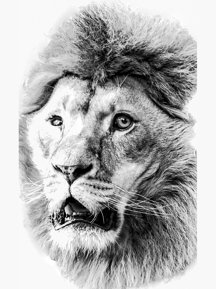 Face Lion Drawing Art