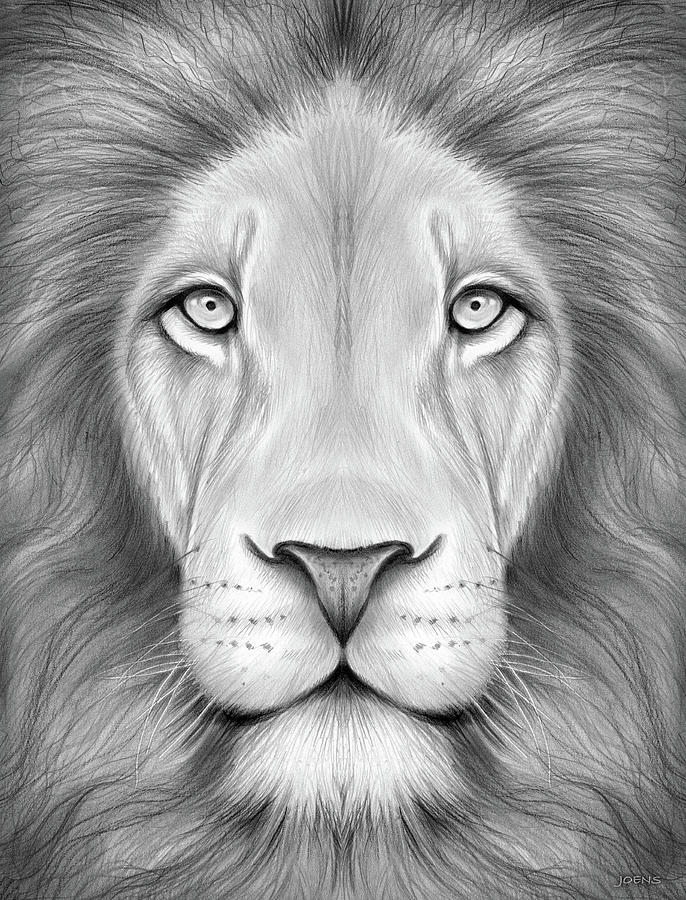 Face Lion Drawing Beautiful Art
