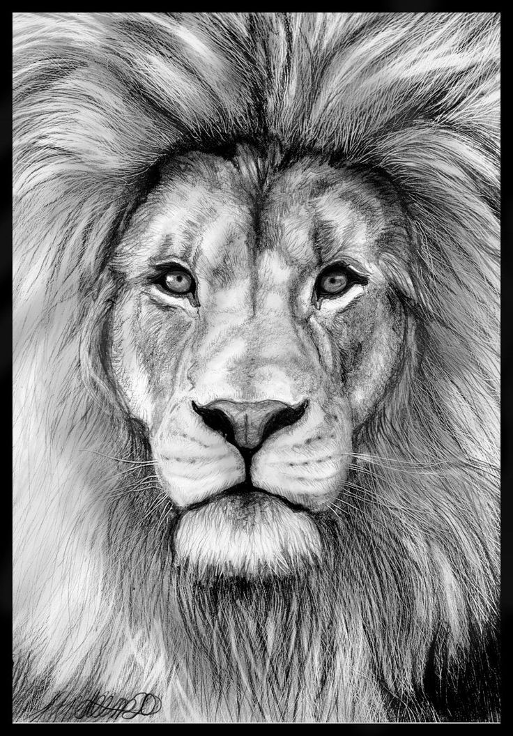 Face Lion Drawing High-Quality