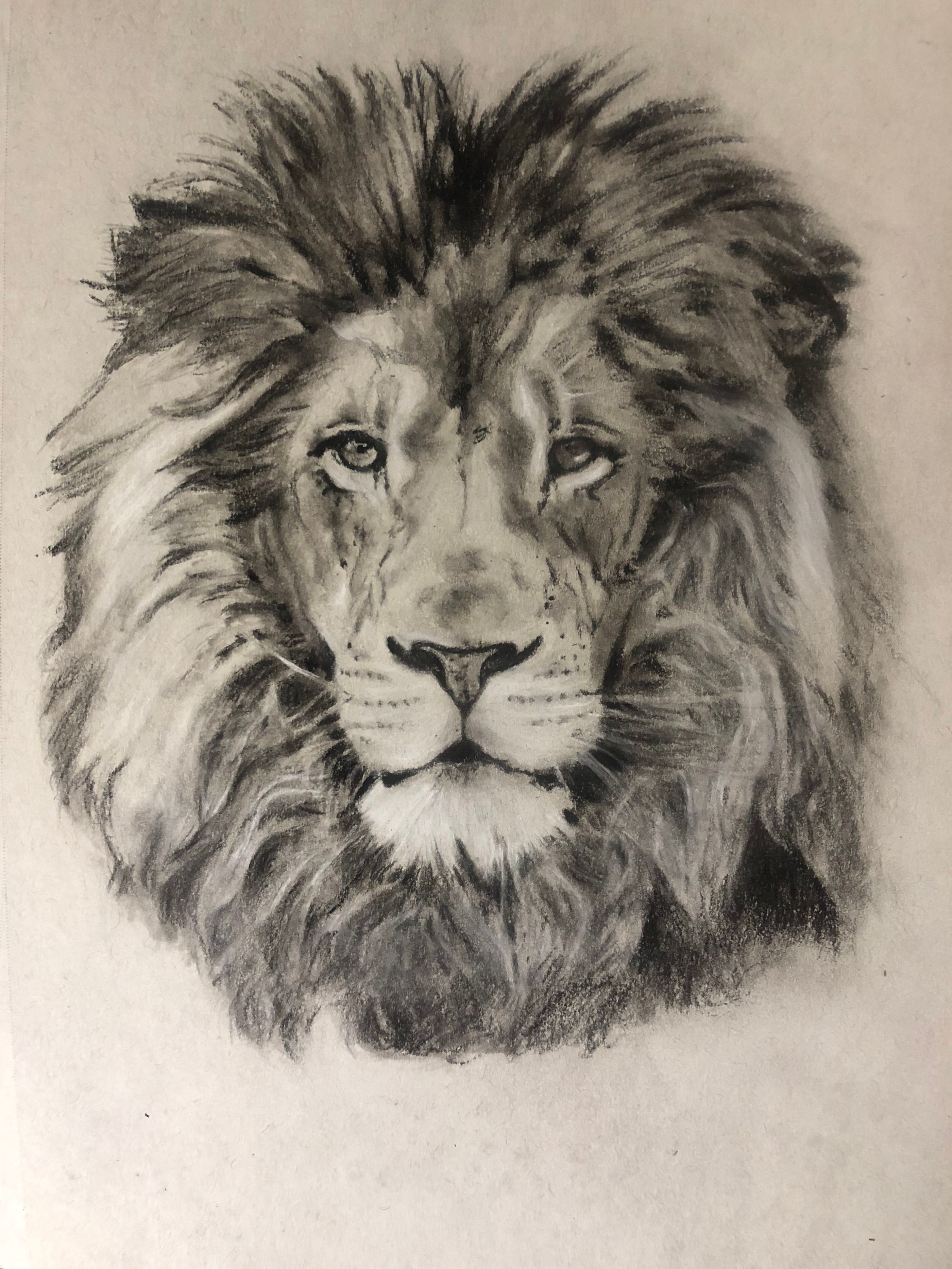 Face Lion Drawing Image