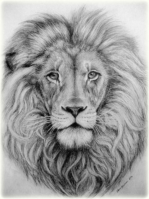 Canvas Print lion head black sketch on white - PIXERS.CA