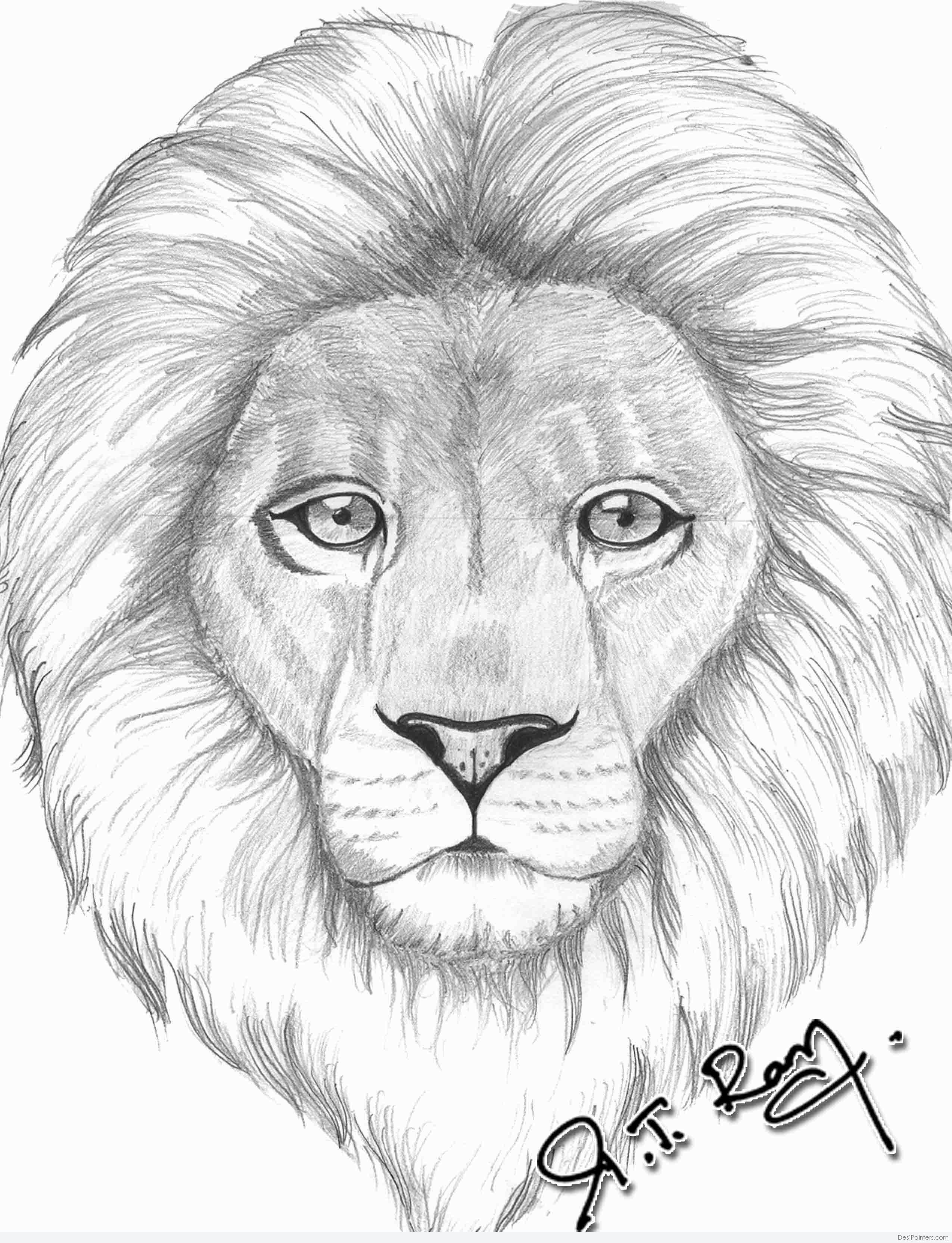 Face Lion Drawing Picture