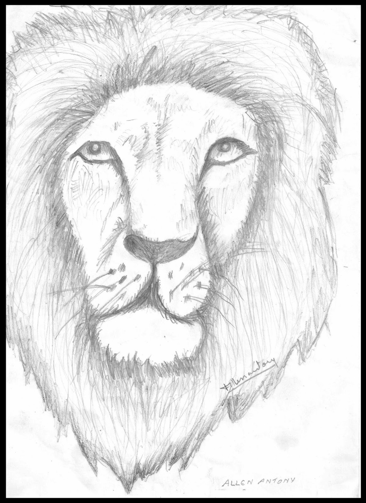 Face Lion Drawing Sketch