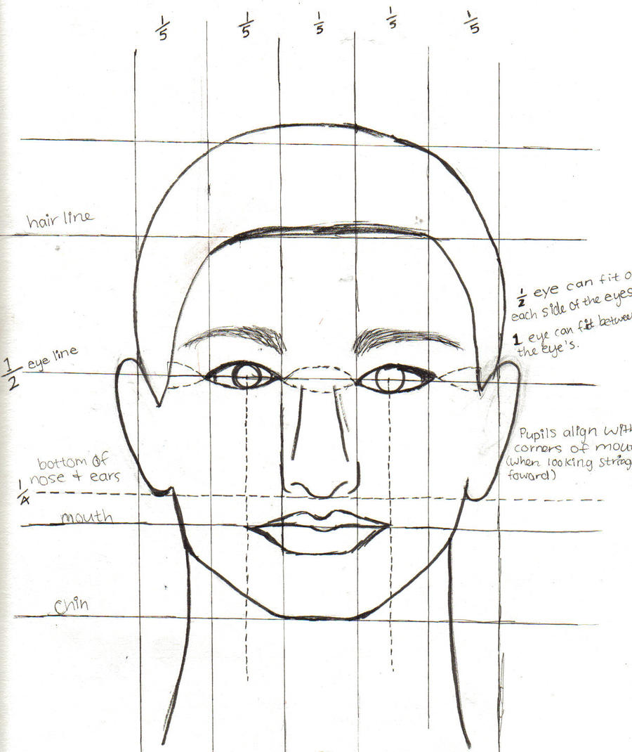 Face Proportions Best Drawing