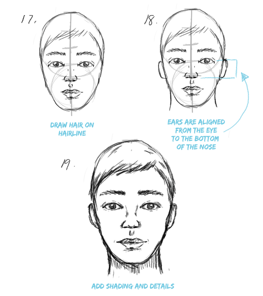 Face Proportions Drawing High-Quality