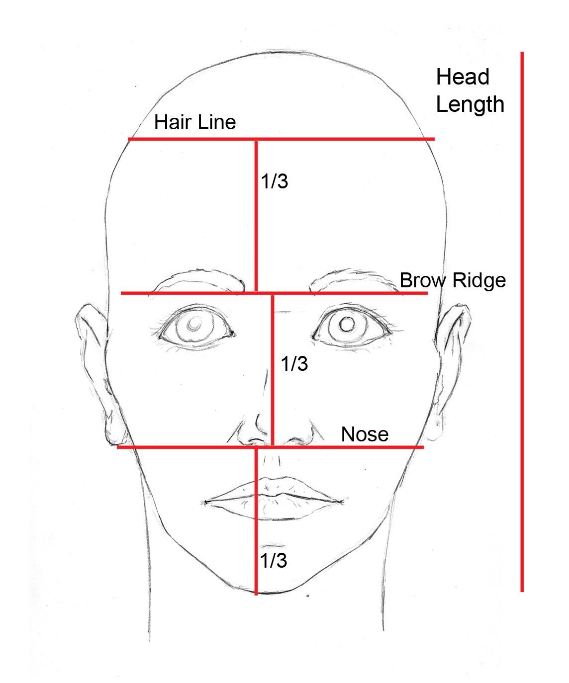 Face Proportions Drawing Image