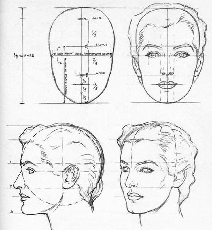 Face Proportions Drawing Photo