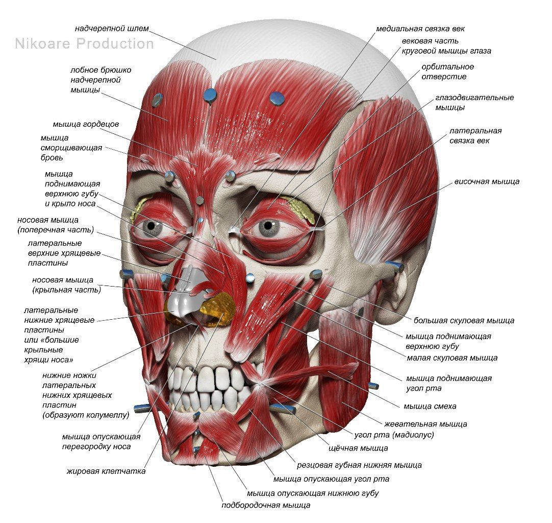 Facial Anatomy Drawing Image