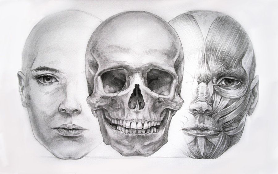 Facial Anatomy Drawing Photo