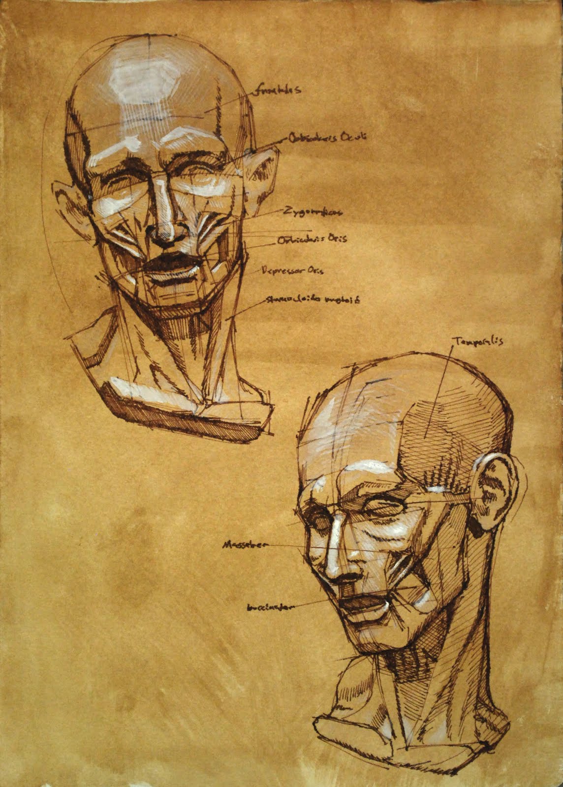 Facial Anatomy Drawing Picture