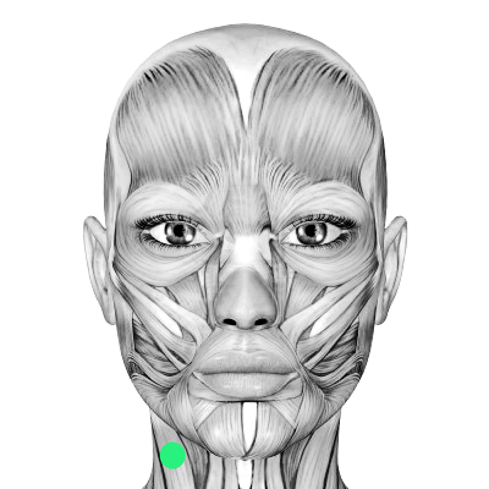Facial Anatomy Drawing