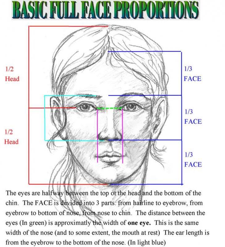 Facial Proportions Drawing Art