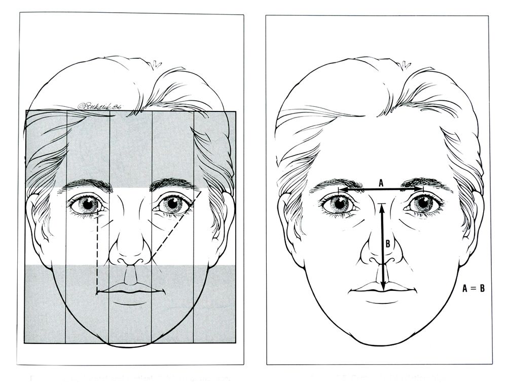 Facial Proportions Drawing Pics