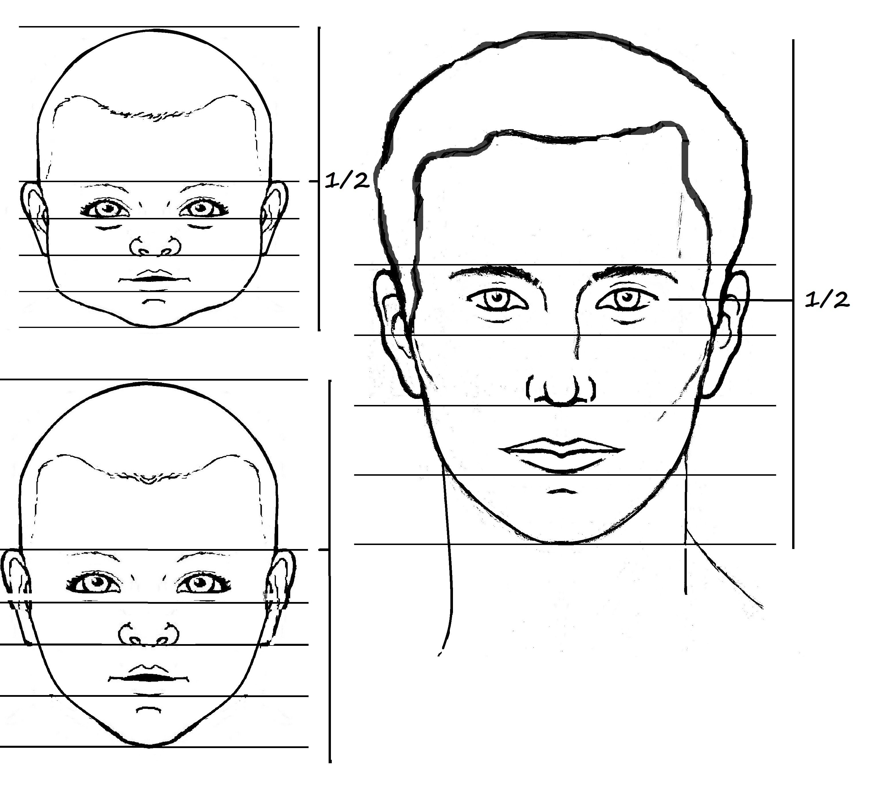 Facial Proportions Drawing Realistic