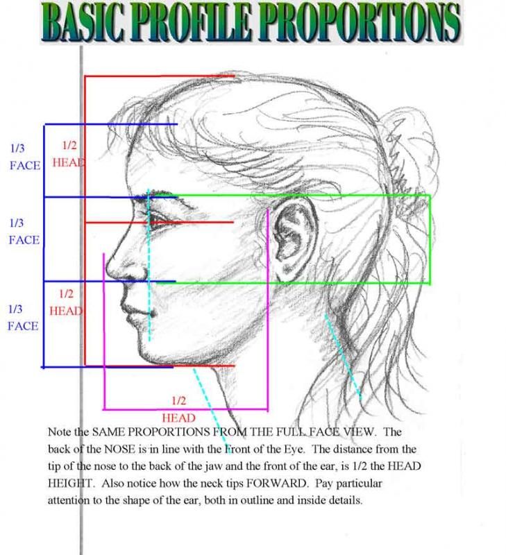 Facial Proportions Drawing