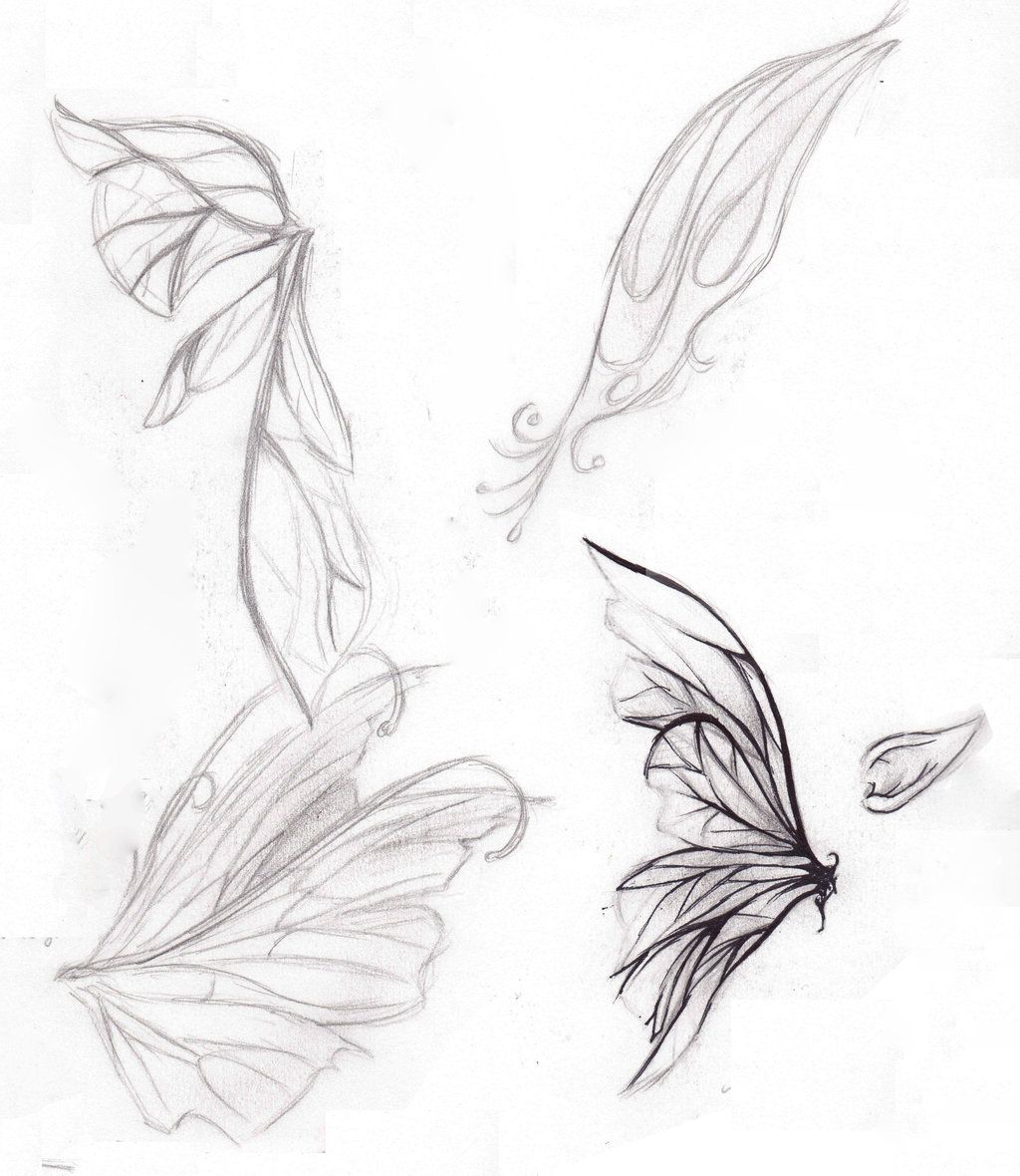 Fairy Wing Drawing Realistic