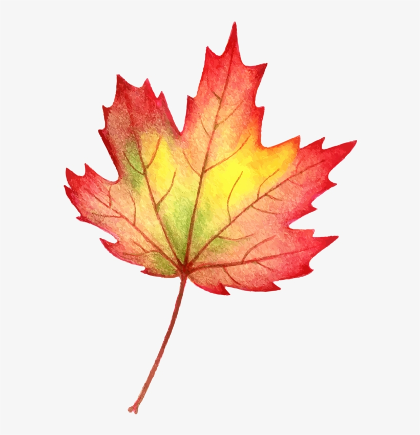 Fall Leaf Drawing Photo