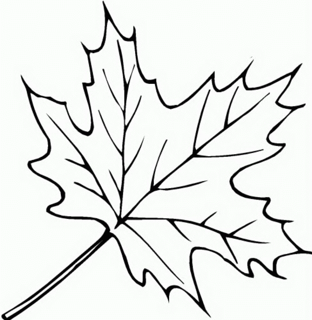 Fall Leaf Drawing Pics