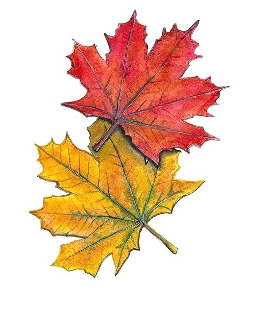 Fall Leaf Drawing Sketch
