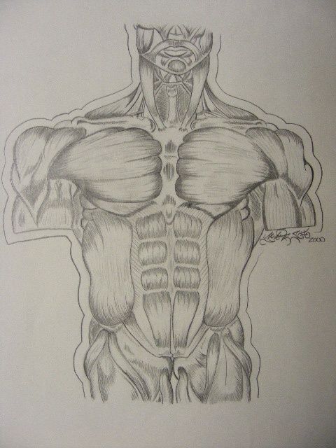 Anatomy Drawing Beautiful Art